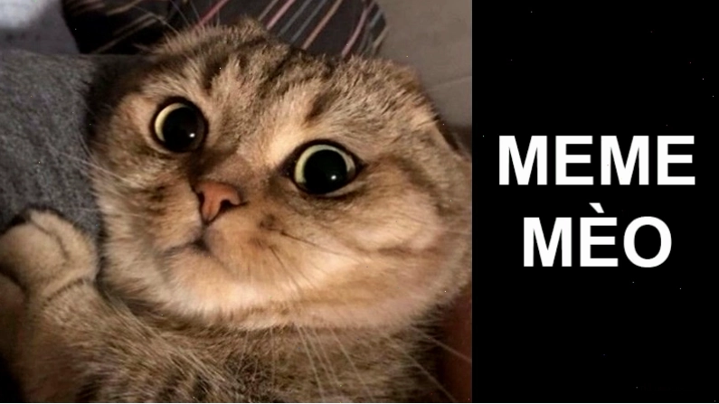 Meme mèo bựa với biểu cảm hài hước khi bị trêu chọc