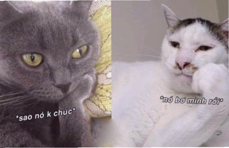 Meme mèo chúc ngủ ngon đáng yêu với đôi mắt lim dim