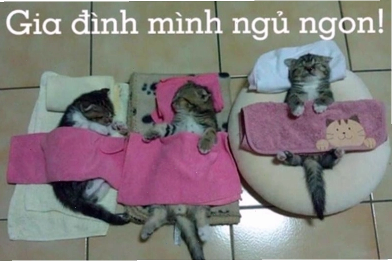 Meme mèo đang vươn vai và ngáp dài báo hiệu giờ đi ngủ