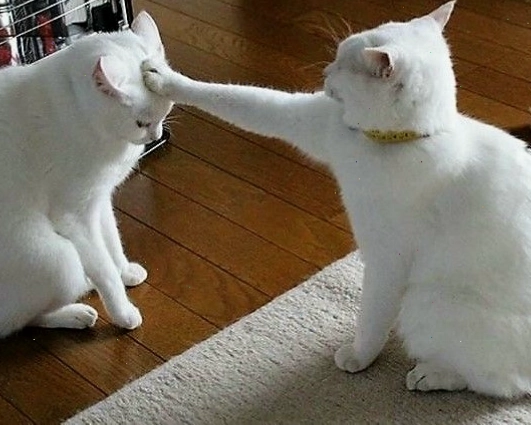Meme mèo khóc với biểu cảm hài hước
