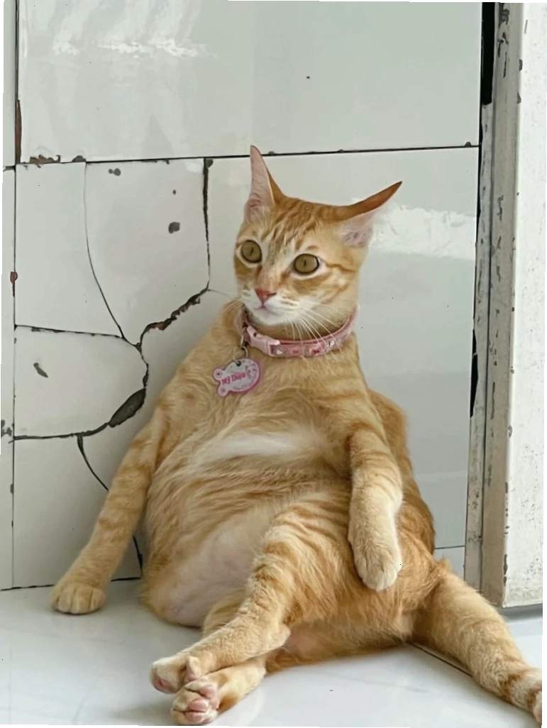 Meme mèo khóc với biểu cảm hài hước và vô tri