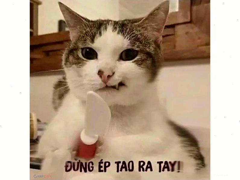 Meme mèo với biểu cảm hài hước, sẵn sàng đối mặt mọi tình huống