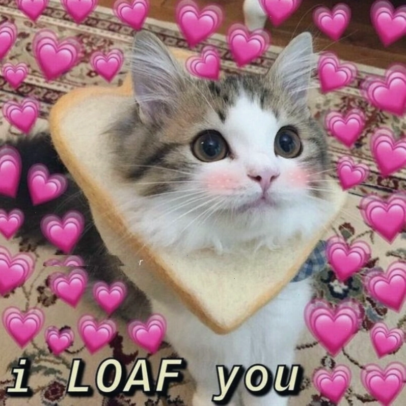 Meme tình yêu dễ thương với hình ảnh mèo con quấn chủ
