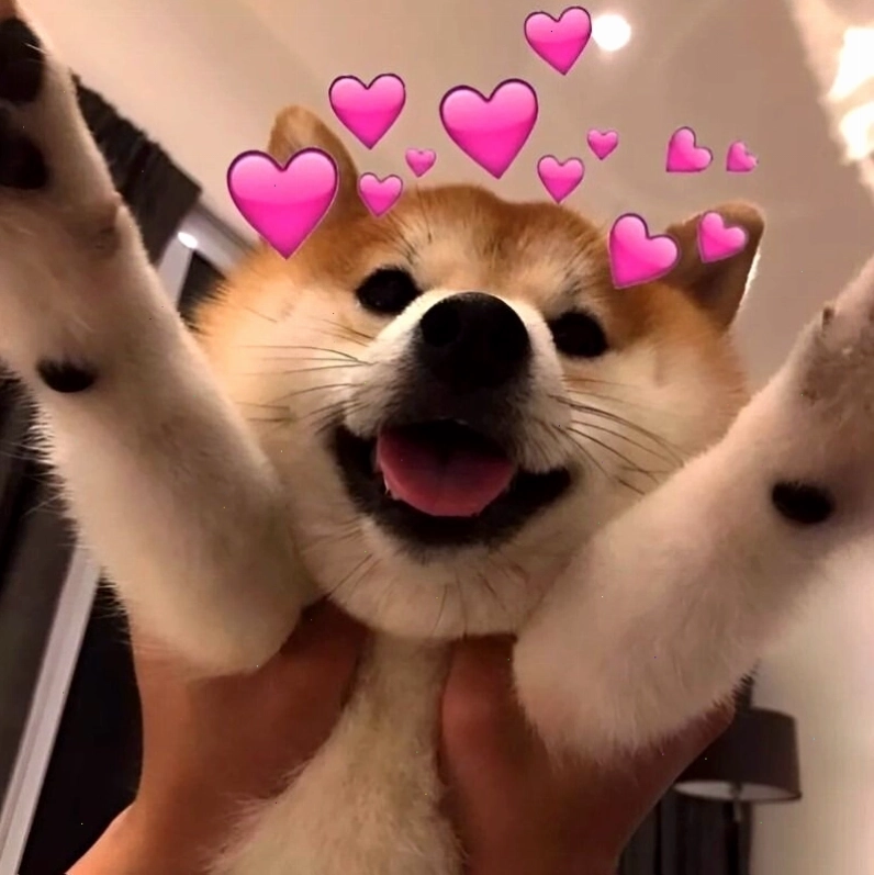 Meme tình yêu hình động vật dễ thương thể hiện sự gắn bó