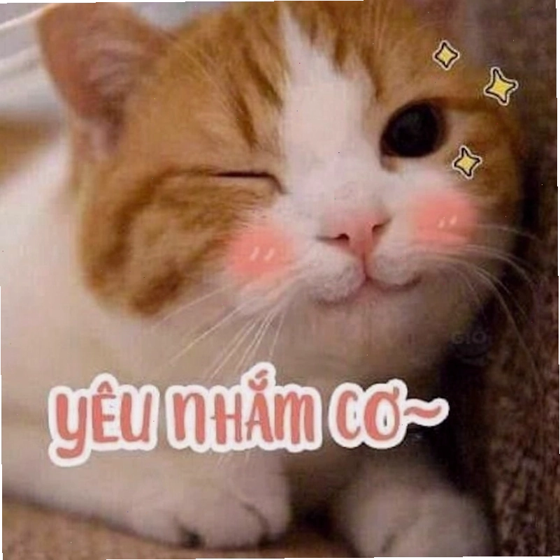 Meme tình yêu về động vật thể hiện sự quan tâm chăm sóc