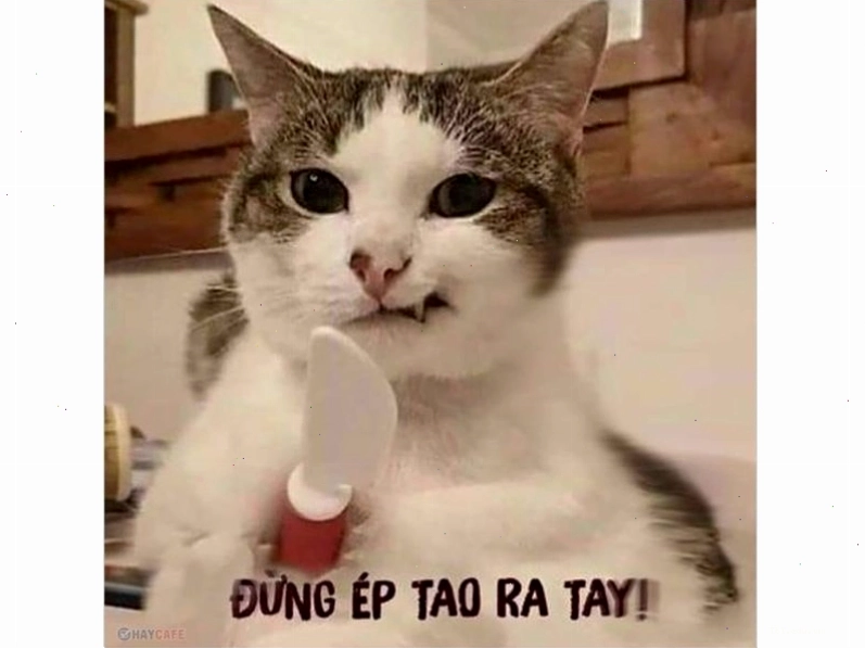 Mèo với khuôn mặt biểu cảm đặc trưng