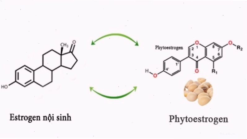 Người bị suy thận nên hạn chế uống sữa đậu nành do có chứa phytoestrogen gây ra ảnh hưởng đến sức khỏe