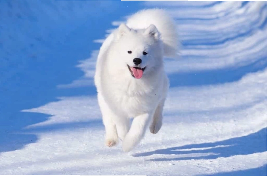 Nguồn gốc chó samoyed từ vùng Siberia