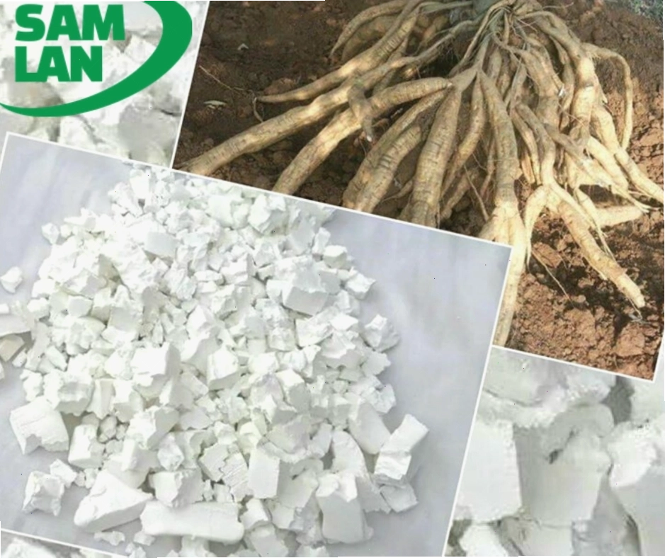 Phơi khô bột sắn dây dưới ánh nắng dịu nhẹ