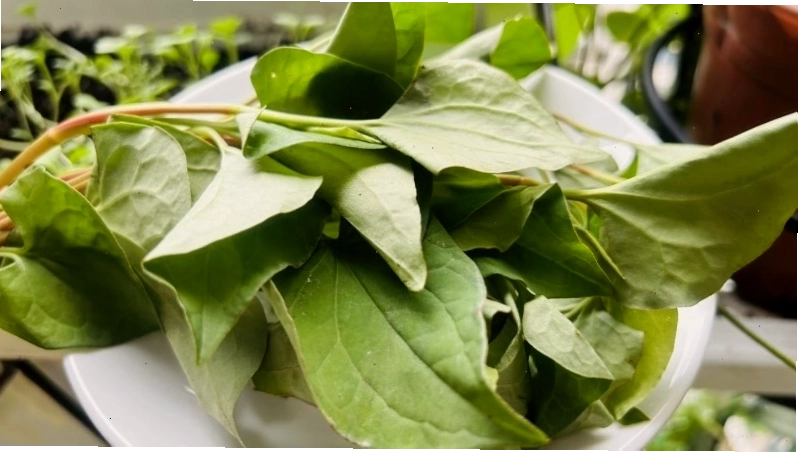 Rau diếp cá làm giảm hấp thu dinh dưỡng