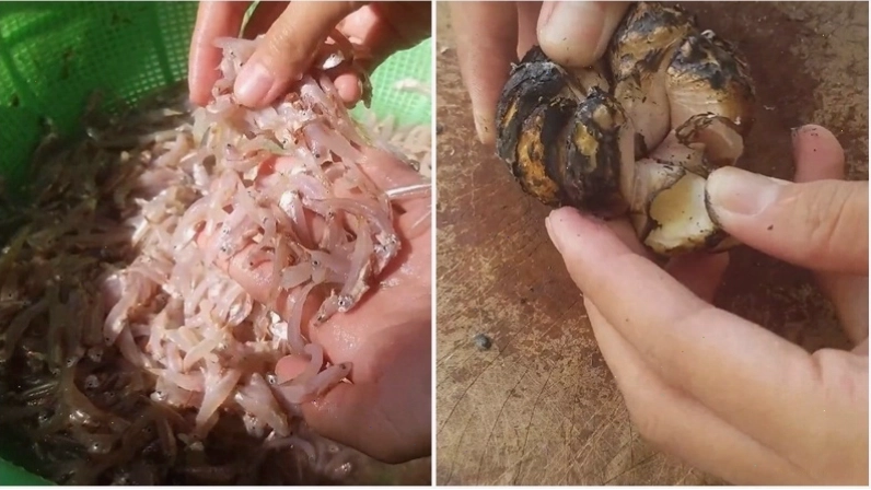 Sơ chế cá cơm trước khi làm mắm