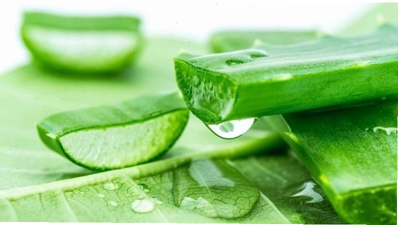 Sử dụng gel nha đam tươi để làm dịu và cấp ẩm cho da