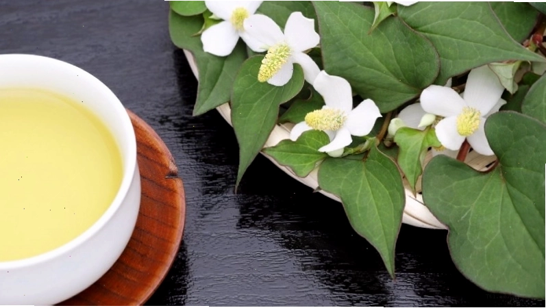 Tác hại của rau diếp cá ảnh hưởng đến chức năng thận