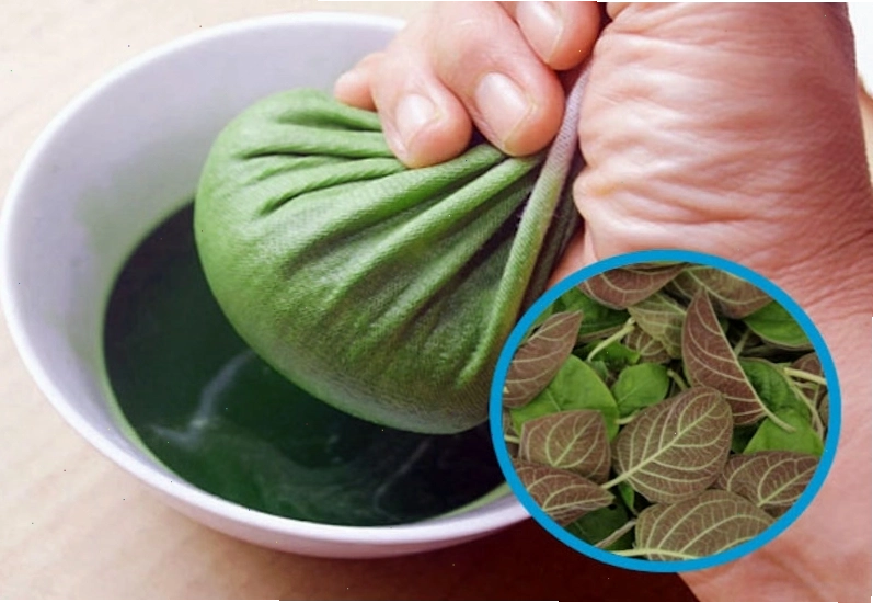 Uống nước lá mơ lông có thể hỗ trợ điều trị đau dạ dày