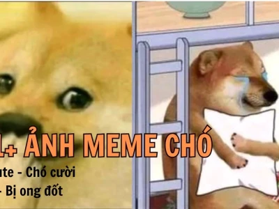 164+ Ảnh Chó Meme Hài Hước và Đáng Yêu Nhất 2026