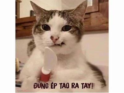 Bộ sưu tập ảnh meme hài hước đỉnh cao cho năm 2026