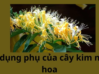 Cây Kim Ngân Hoa: Công dụng bất ngờ và những tác hại tiềm ẩn cần biết