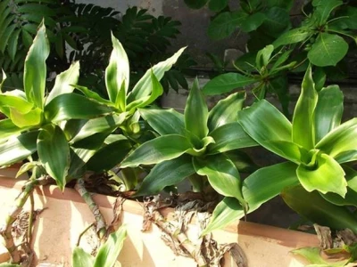 Cây lược vàng: Những tác hại khôn lường và lưu ý sử dụng