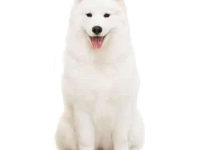 Chó Samoyed giá bao nhiêu và kinh nghiệm chọn mua cún thuần chủng năm 2026