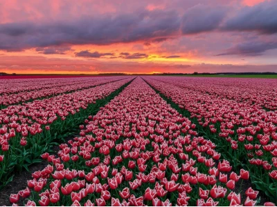 Khám phá Avatar Hoa Tulip: Biểu tượng sắc đẹp và ý nghĩa độc đáo