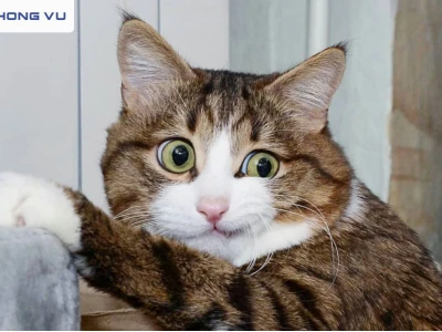 Khám phá meme mèo ok: Biểu cảm hài hước và đáng yêu nhất 2026