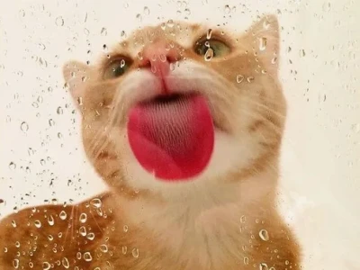 Kho ảnh meme chó lè lưỡi hài hước cười ra nước mắt