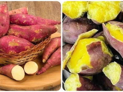 Khoai lang: Những tác hại tiềm ẩn và cách sử dụng an toàn