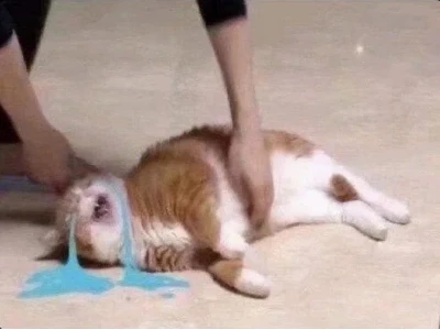 Meme Mèo Khóc Cute: Biểu Cảm 'Vô Tri' Gây Thương Nhớ