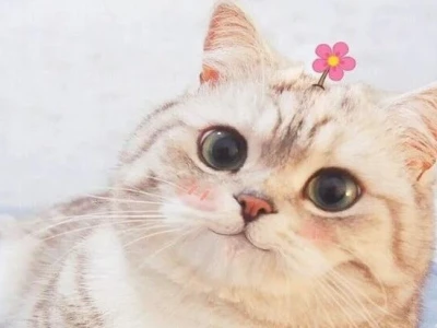 Meme Mèo Lườm: Tuyển Tập Biểu Cảm Độc Lạ Khiến Bạn Cười Không Ngớt