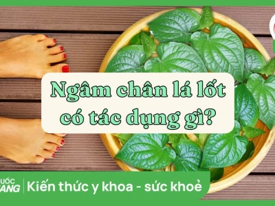 Ngâm chân bằng lá lốt: Tác hại, lợi ích và cách thực hiện đúng chuẩn