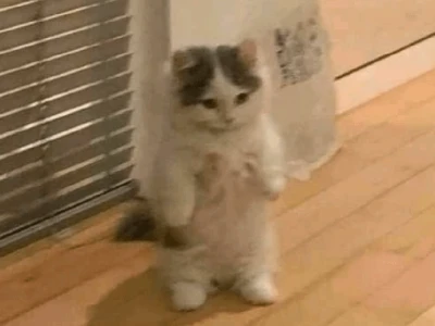 Những Meme Mèo Cưng Tuyệt Đỉnh Khiến Bạn Cười Không Ngớt