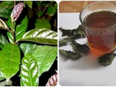 Tác hại của cây xạ đen và những người không nên dùng