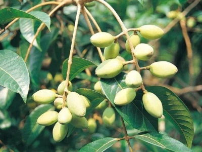Tác hại của quả trám đen và những lưu ý quan trọng