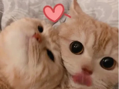 Thế giới Meme Hôn: Biểu cảm yêu thương và những khoảnh khắc 'chu mỏ' đáng yêu