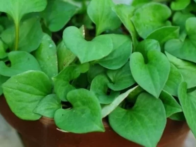 Tiết lộ 7 tác hại của rau diếp cá và cách dùng an toàn